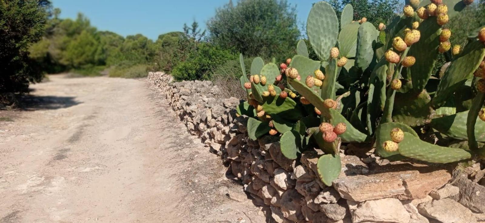 Estudio Cala Saona Exterior photo